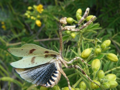 Pseudovates tolteca