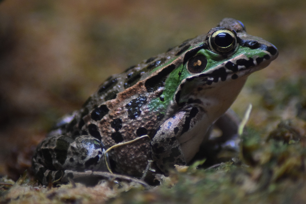 Daruma Pond Frog (Pelophylax porosus)