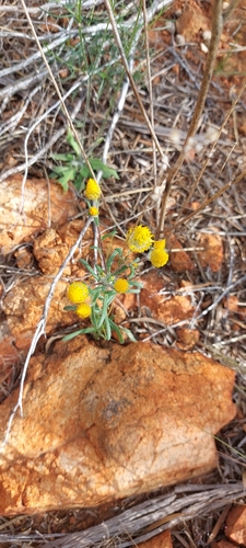 Orange Immortelle