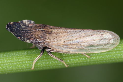 Large-headed Leafhopper (Eupelix cuspidata) · iNaturalist