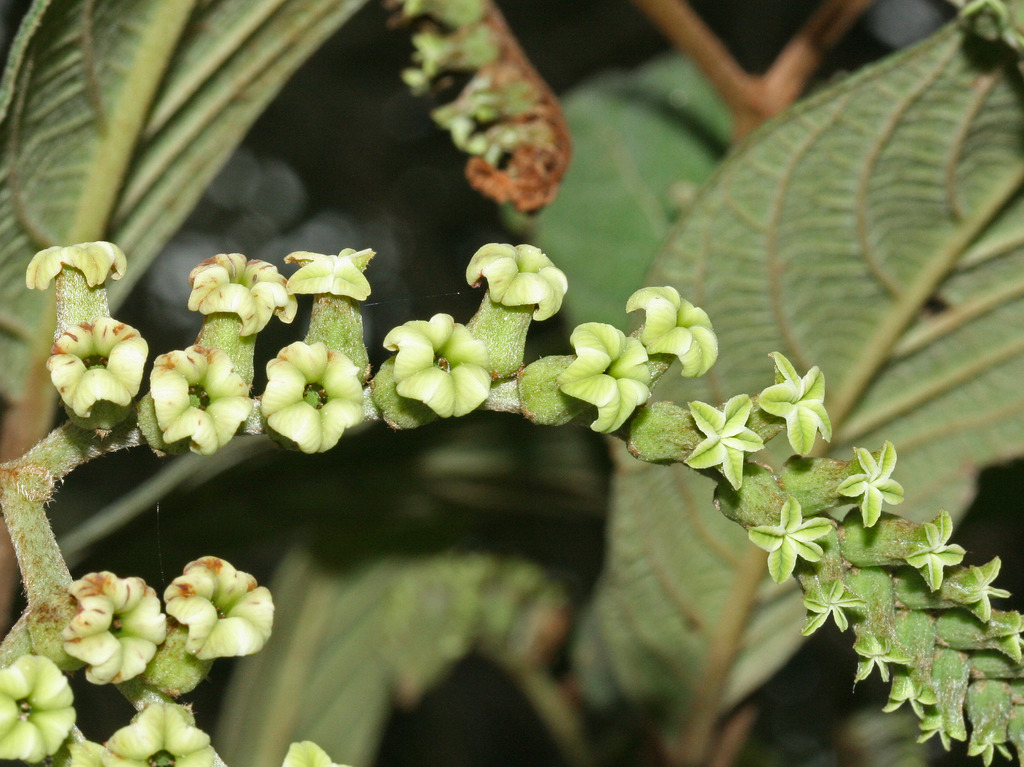 Tournefortia fuliginosa