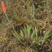 Pitcairnia pungens - Photo (c) Ruth Ripley, todos los derechos reservados, subido por Ruth Ripley