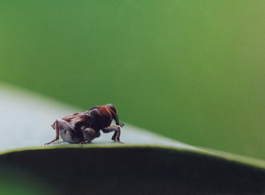 Copturus aguacatae