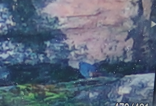 Plumbeous Water Redstart