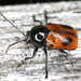 Black-and-red Pot Beetle - Photo (c) gernotkunz, all rights reserved, uploaded by gernotkunz