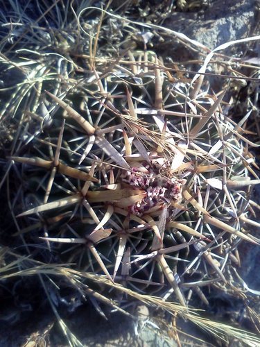 Echinofossulocactus crispatus