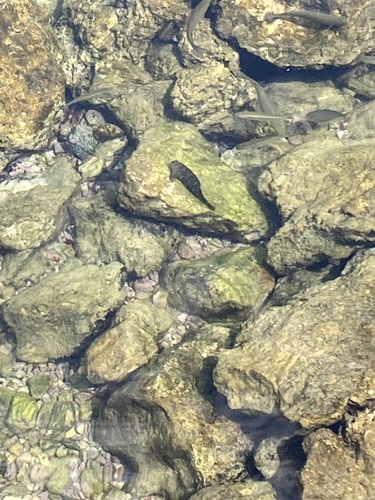 Parablennius sanguinolentus
