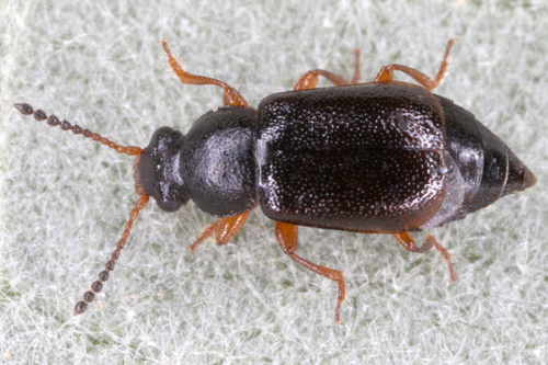 Eusphalerum minutum