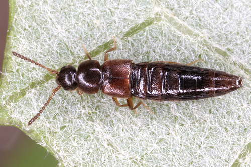 Mocyta
