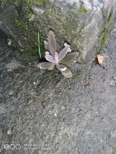 Alligator plant
