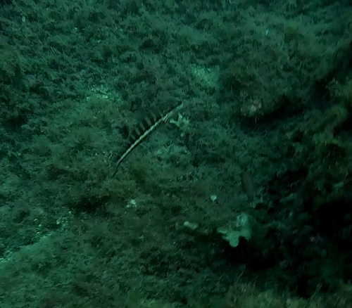 Serranus cabrilla