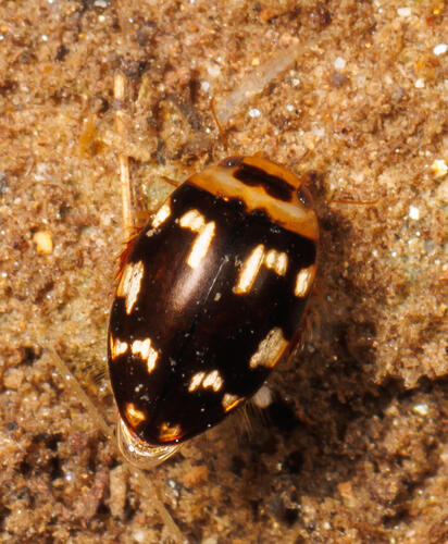 Laccophilus horni