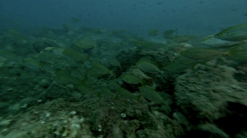 Sarpa salpa