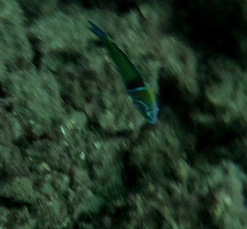 Thalassoma pavo
