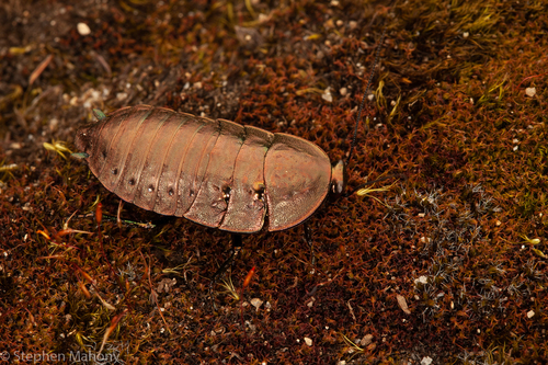 Genus Polyzosteria · iNaturalist