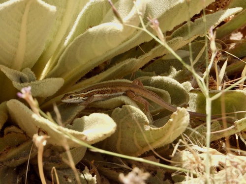 Snake-eyed Lizard