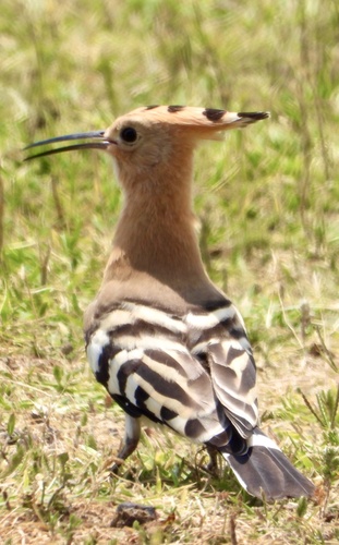 Common Hoopoe