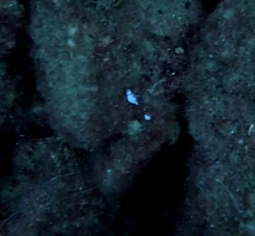 Lamprohaminoea ovalis