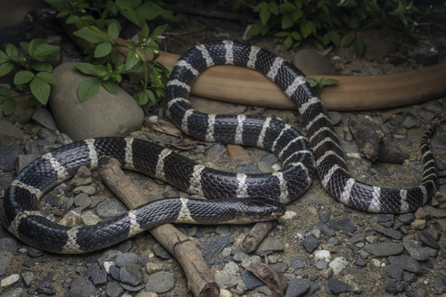 Many-banded Krait