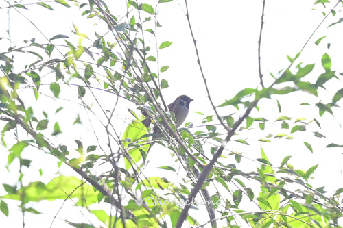 Eurasian Tree Sparrow