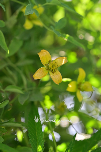 Clematis intricata
