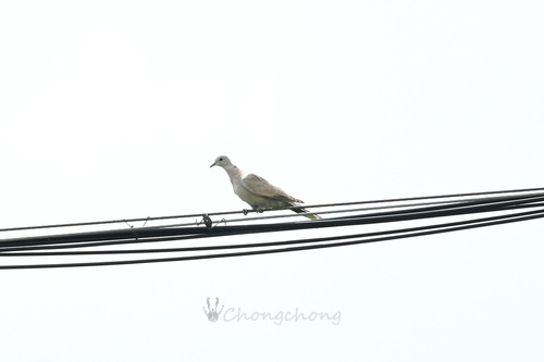 Eurasian Collared-Dove