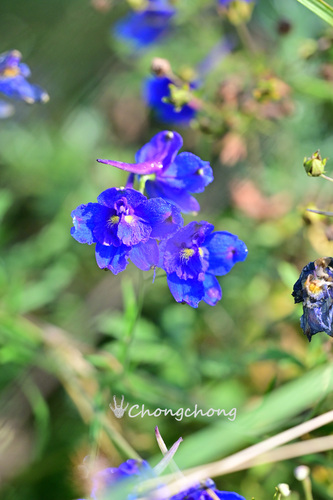 Siberian larkspur