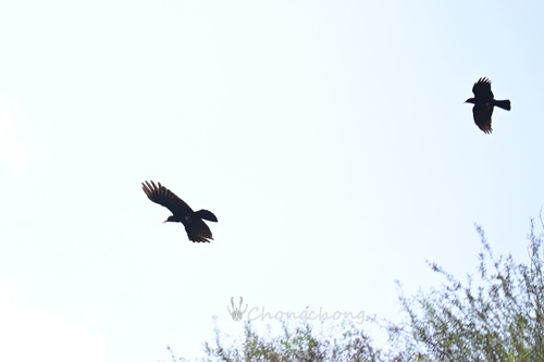Red-billed Chough