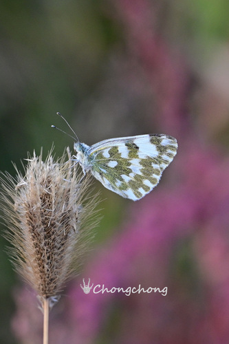 Eastern Bath White