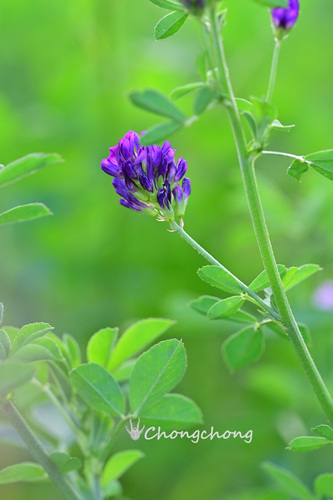 Alfalfa