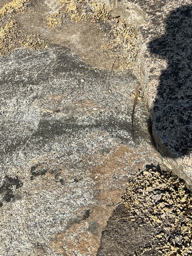 iNaturalist observation photo of Western Whiptail