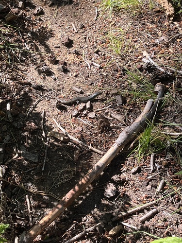 iNaturalist observation photo of Northern Alligator Lizard