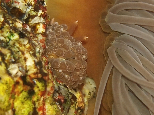 Spurilla neapolitana