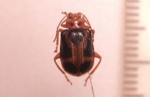 Aplosonyx inornatus · iNaturalist