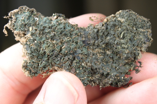 Collema texanum