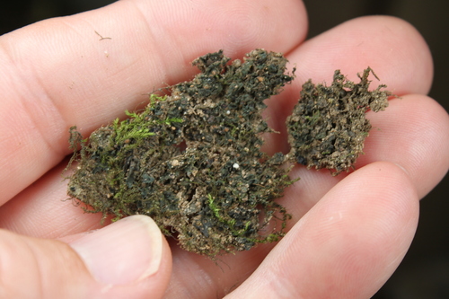 Collema texanum