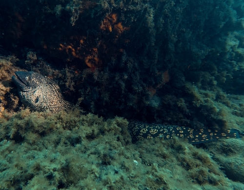Muraena helena