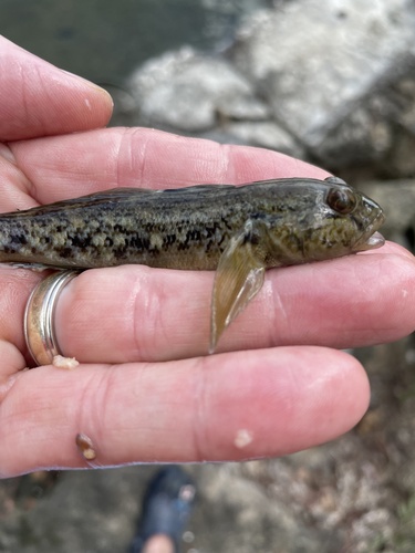 Neogobius melanostomus