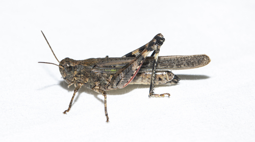 Small Blue-legged Grasshopper