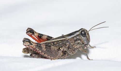 Calliptamus abbreviatus