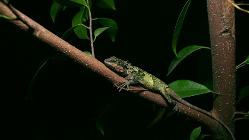 Banded japalure