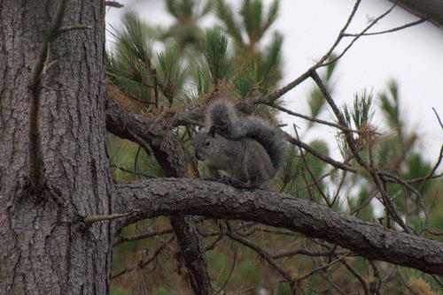 iNaturalist observation photo of Western Gray Squirrel