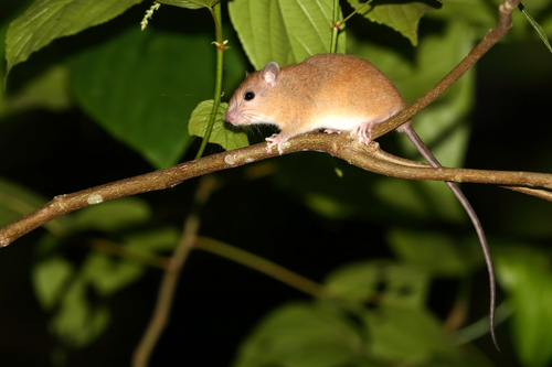 Long-tailed Talaud Melomys (Melomys talaudium) — Endangered Mammalia