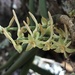Threetooth Trident Orchid - Photo (c) carolineconradie, all rights reserved