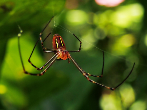 Northern Silver Orbweaver