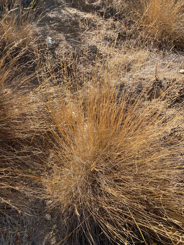Small Flowered Melica winter