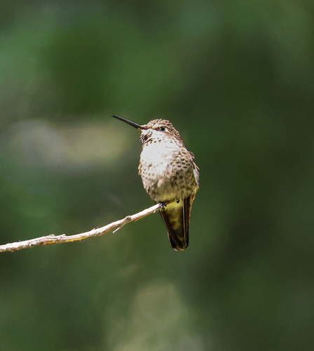 iNaturalist observation photo of Anna's Hummingbird