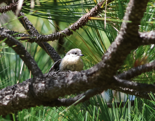 iNaturalist observation photo of Pygmy Nuthatch