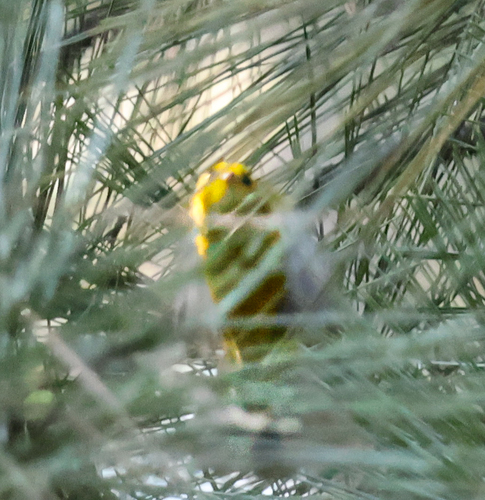 iNaturalist observation photo of Wilson's Warbler