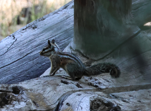 iNaturalist observation photo of Merriam's Chipmunk